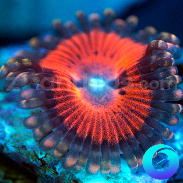 Crimson Corruption Zoanthids