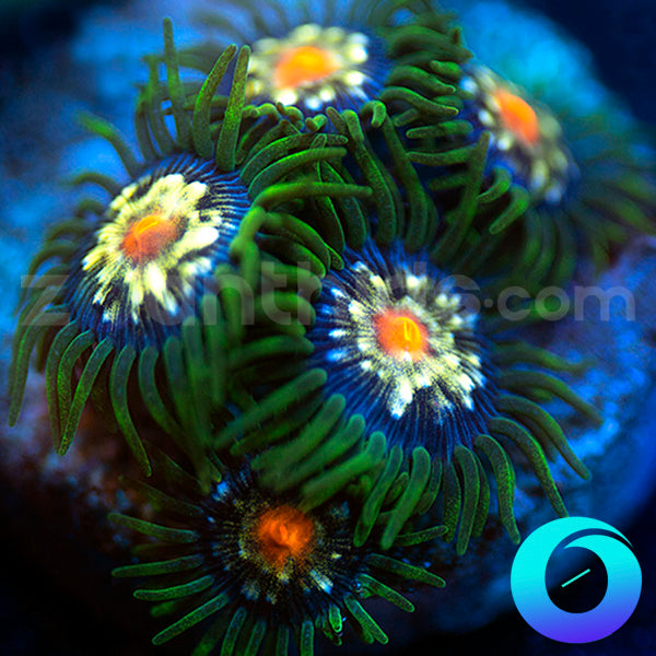 Daisy Cutter Zoanthids