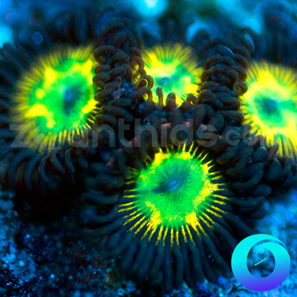 Desert Star Zoanthids