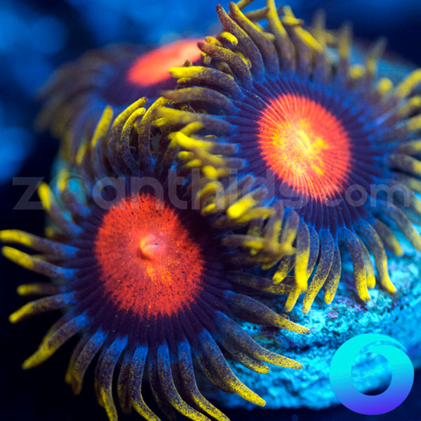 Dragon Eye Zoas