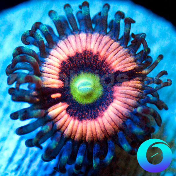 Drama Queen Zoanthids