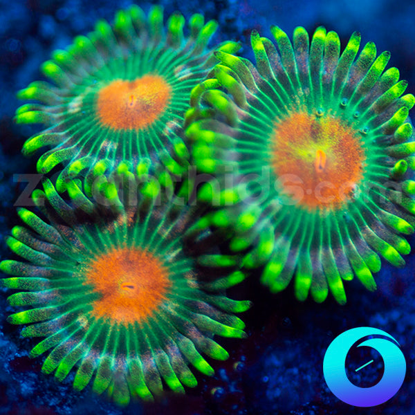 Dreamweaver Zoanthids