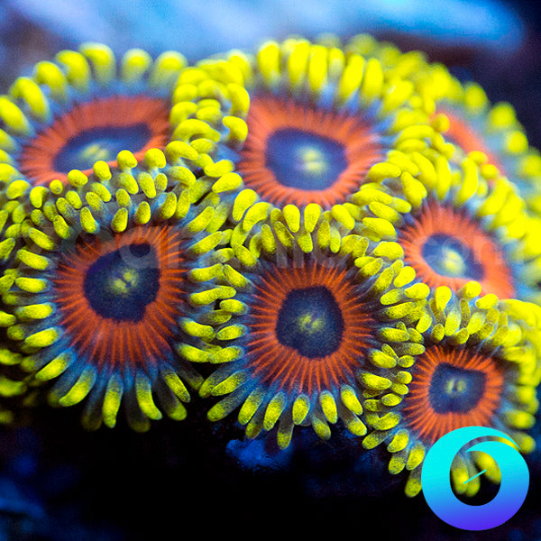 Eagle Eye Zoanthids