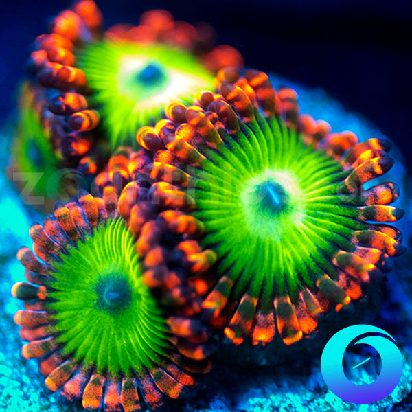 Electric Oompa Loompa Zoanthids
