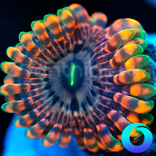 Fairy Fart Zoanthids