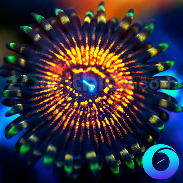 Fight Night Zoanthids