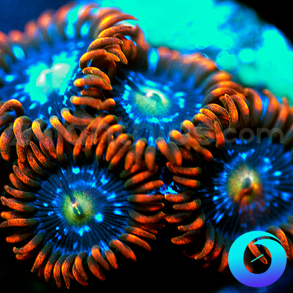 Fire and Ice Zoanthids