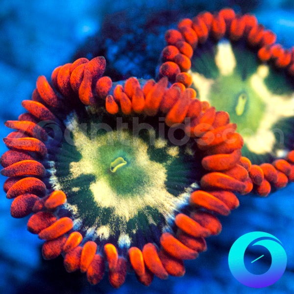 Flaming Fireballs Zoas