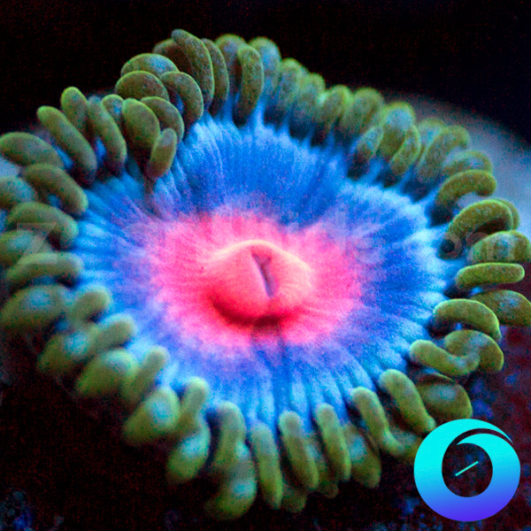 Frostbite Zoanthids