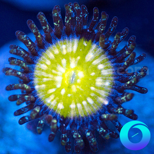 Frozen Apple Zoanthids