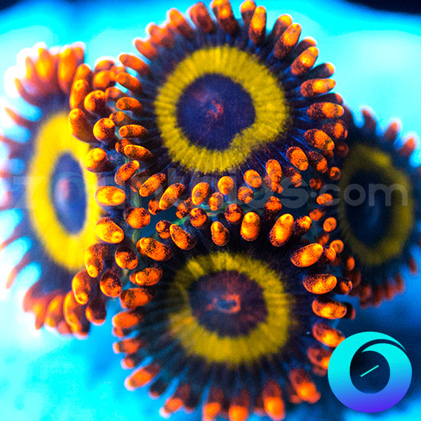 Fruit Loop Zoanthids