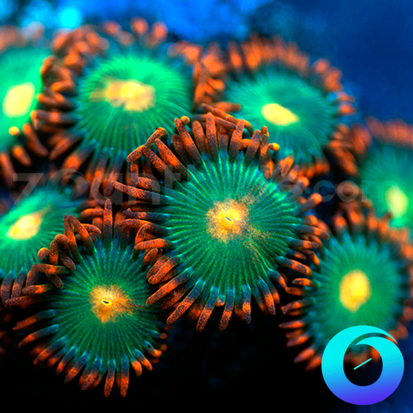 Gatorade Zoanthids