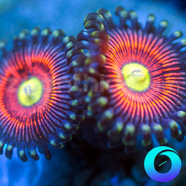 Gobstopper Zoanthids