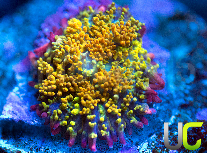 Golden Dragon Mushroom