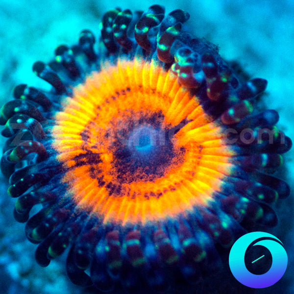 Goochster Zoanthids