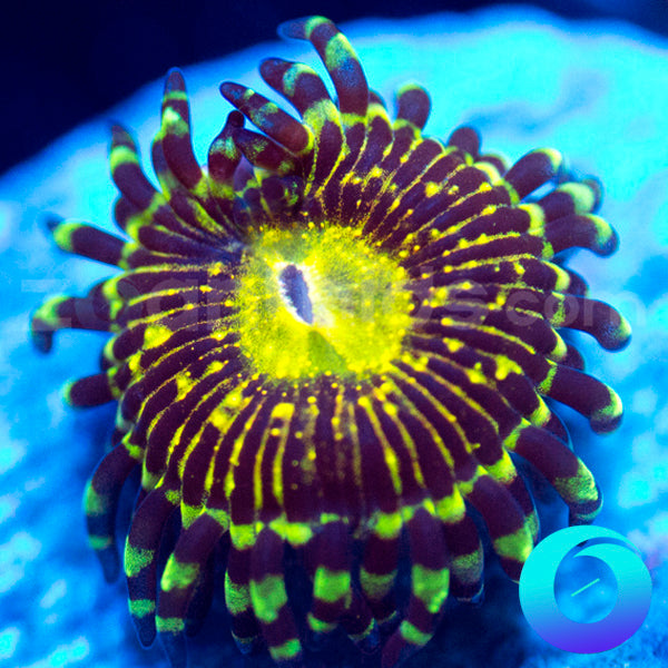 Grim Reaper Zoanthids