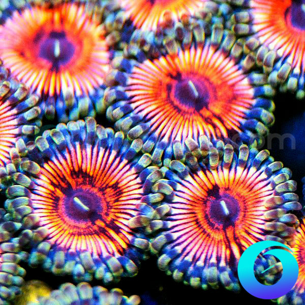 Hallacious Zoanthids