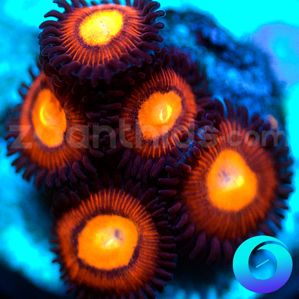 Hot Tamales Zoanthids