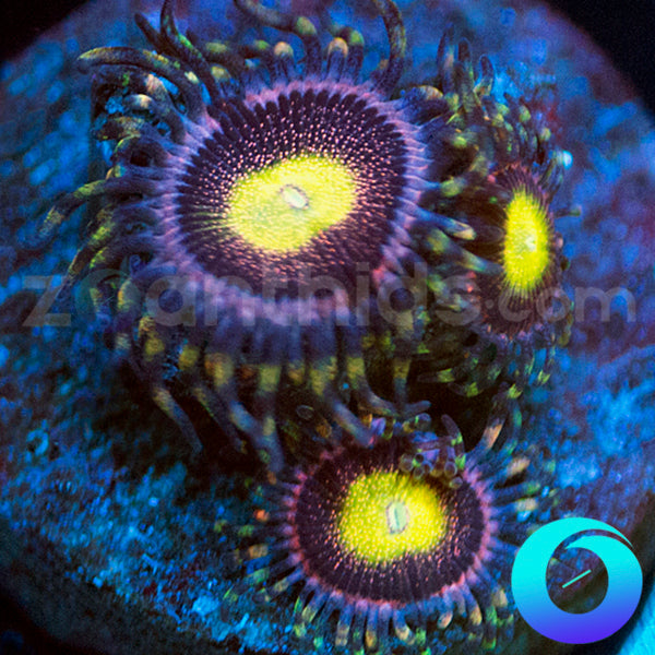 Hysteria Zoas