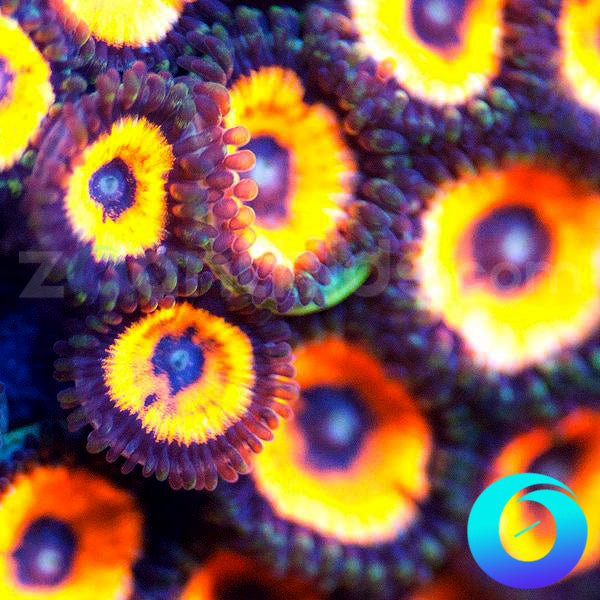 Ignitor Zoanthids