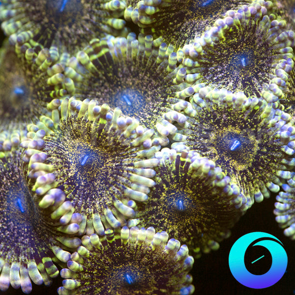 Inception Zoanthids