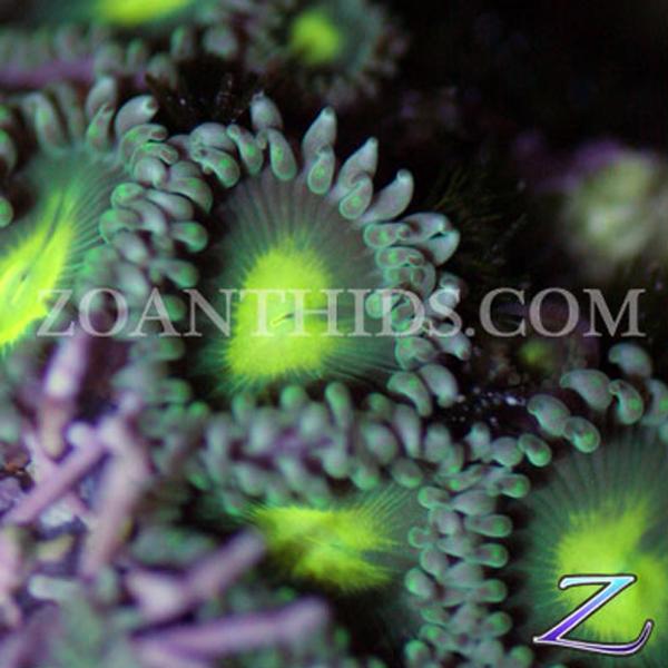 Invictus Zoanthids