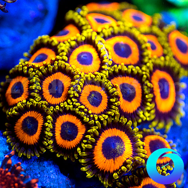 Jungle Juice Zoanthids