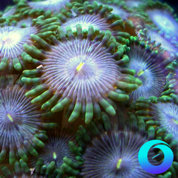 Jolly Green Giant Zoanthids