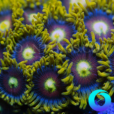 KGB Zoas - Main Image