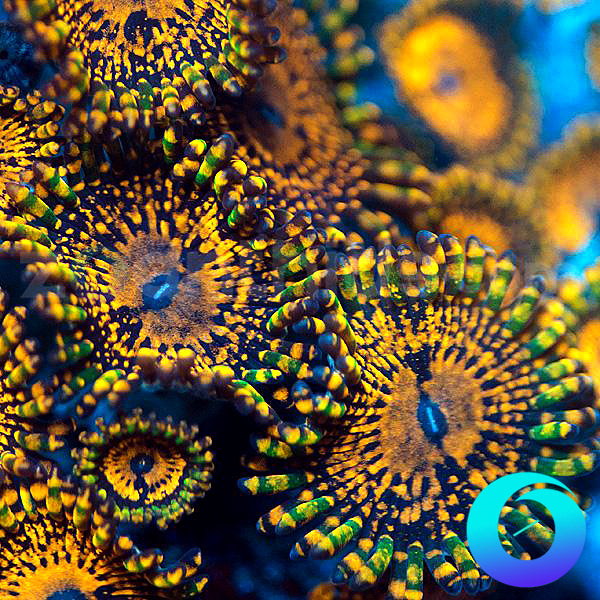 Krackups Zoanthids