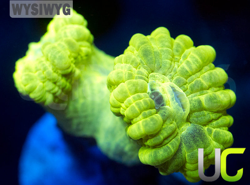 Kryptonite Candy Cane