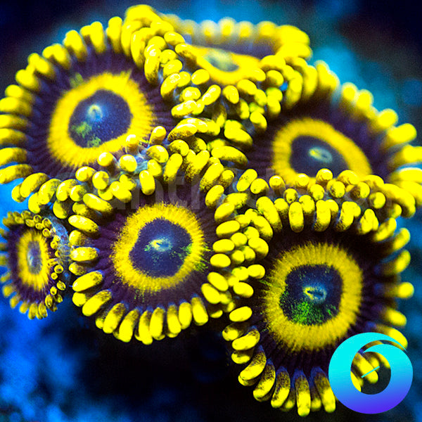 LA Laker Zoanthids