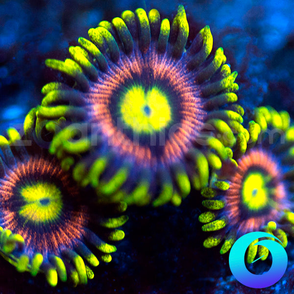 Lemon Devil Zoanthids