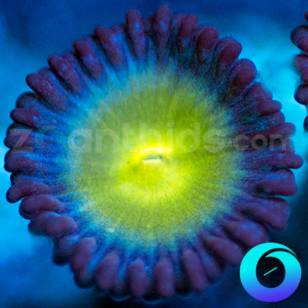 Lost World Zoanthids