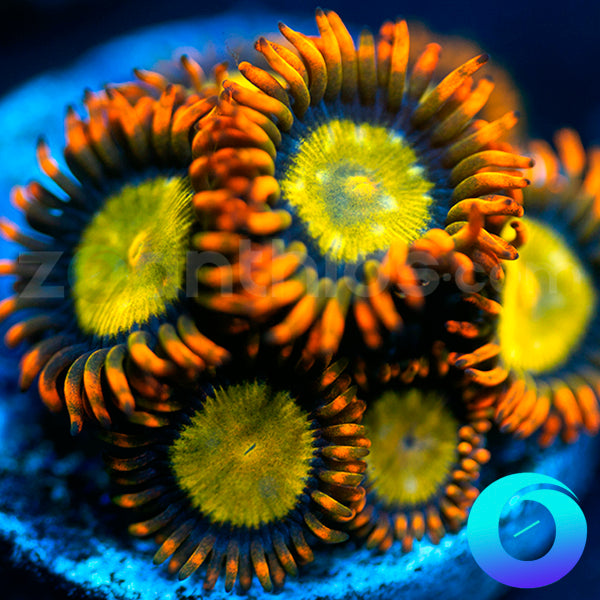 Mandarin Orange Zoanthids