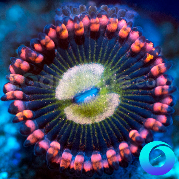 Maniac Zoanthids