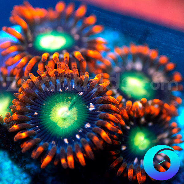 Mariposas Zoanthids