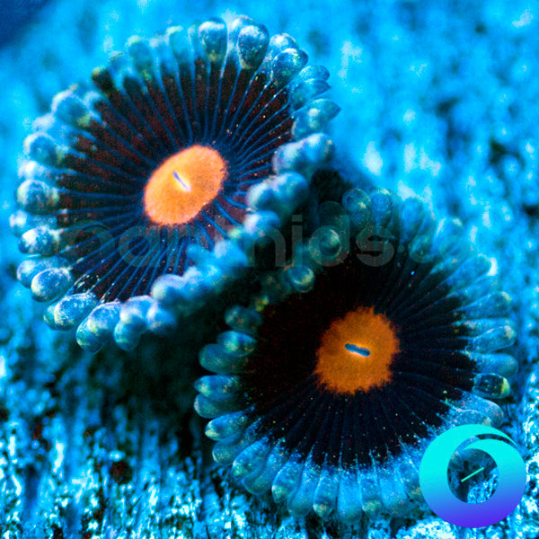 Mary Jane Zoanthids