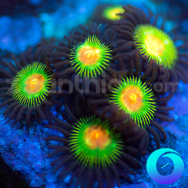 Meltdown Zoanthids