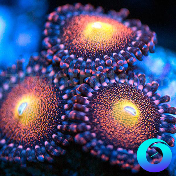 Mohawk Zoanthids