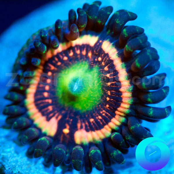 Motley Crue Zoanthids