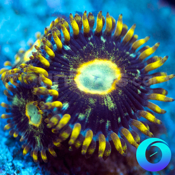 Murder Hornet Zoanthids