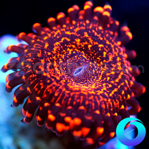 Nightmare 2.0 Zoanthids
