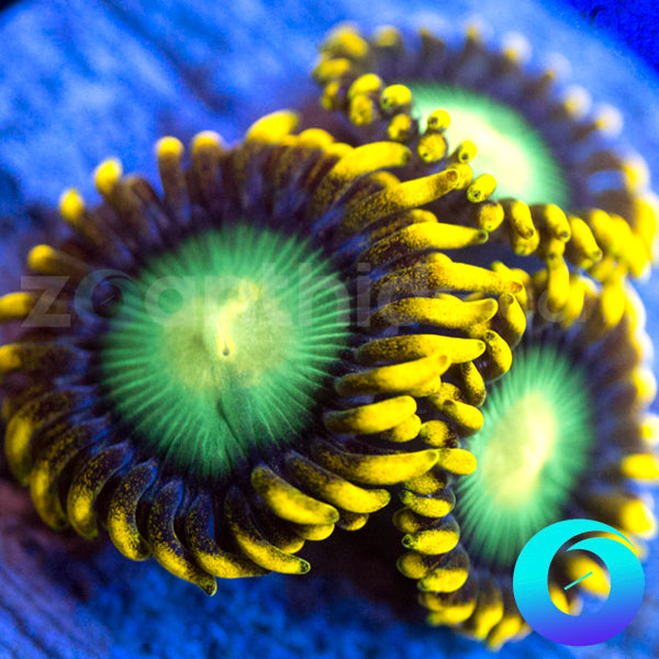 Nuclear Dragon Eyes Zoanthids