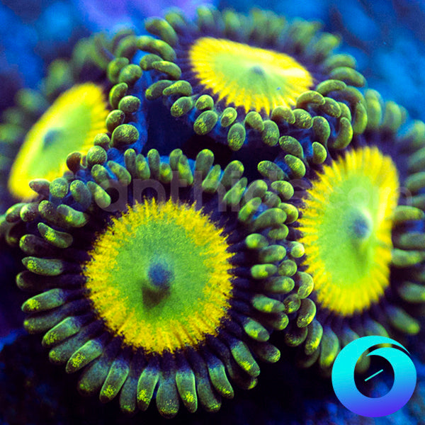 Oingo Boingo Zoas