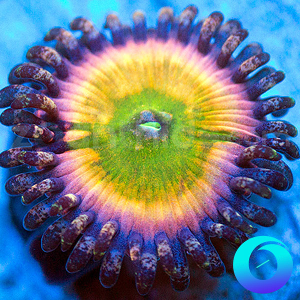 SC Orange Rainbow Zoanthids