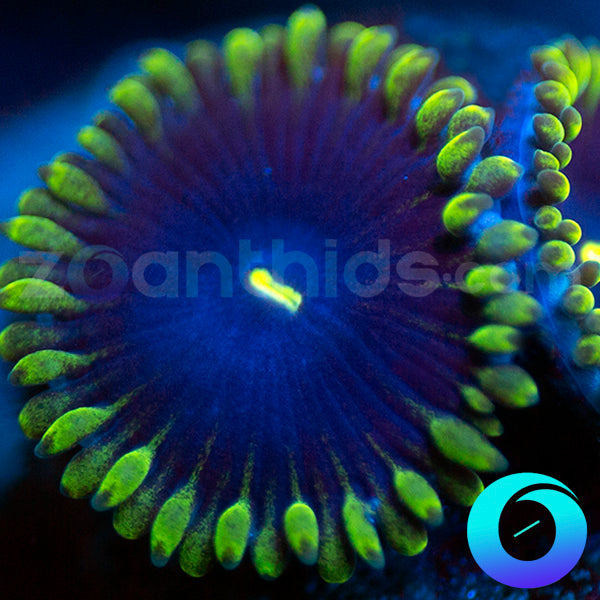 Purple People Eater Zoanthids (PPE)