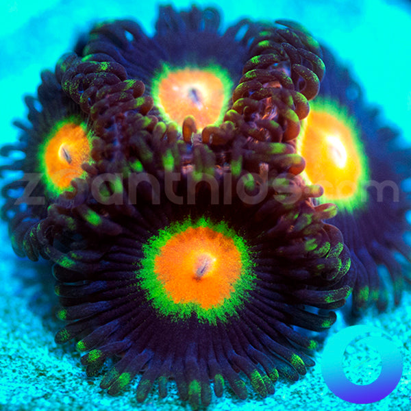 Promethian Zoanthids