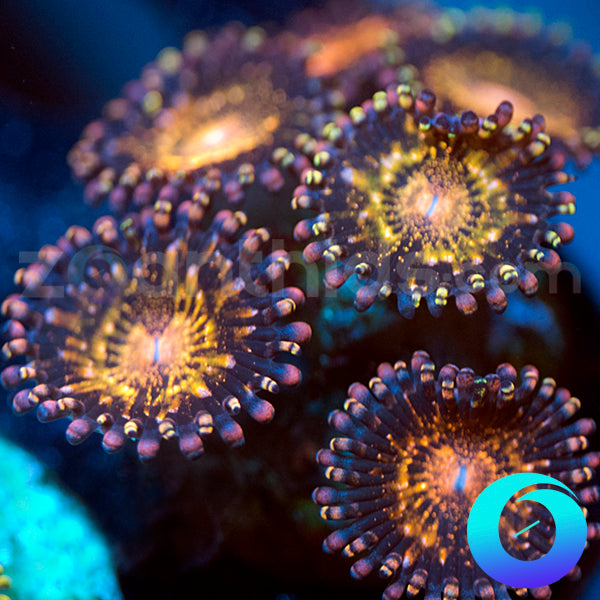 Pandora Zoanthids