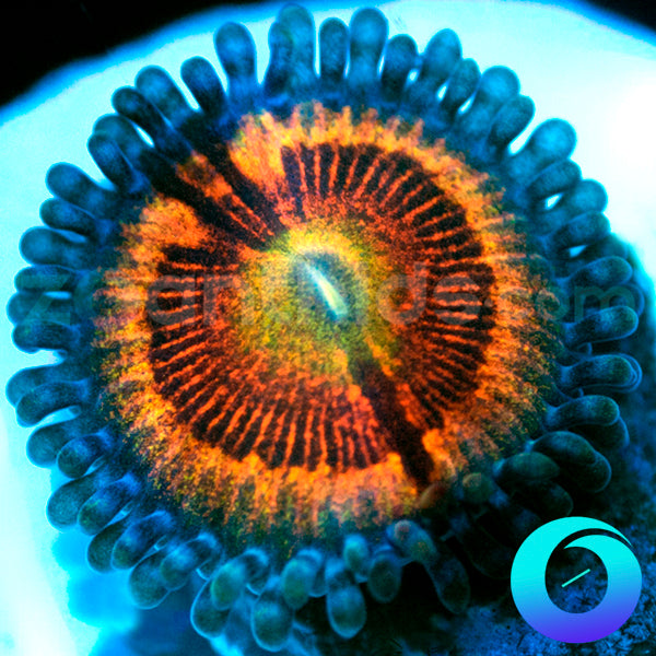 Peach Mimosa Zoanthids